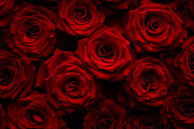 A bundle of red roses 